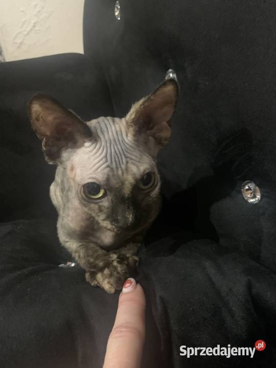 Sfinks Kanadyjski Diablica do odbioru wielkopolskie sprzedam