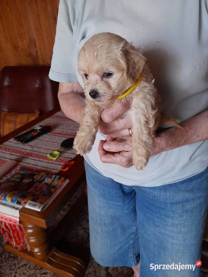 Maltipoo maltanczykpudel toy red Augustów
