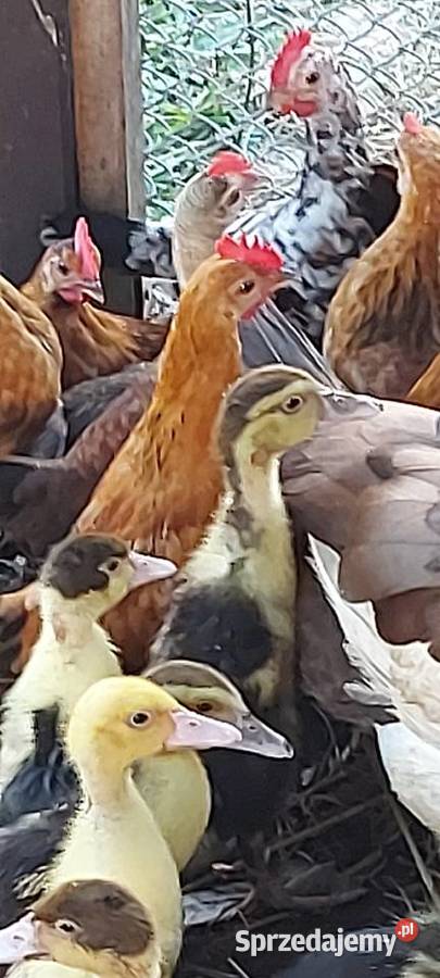 Koguty Liliput Liliputki Karzełek 14 tygodni Łódź