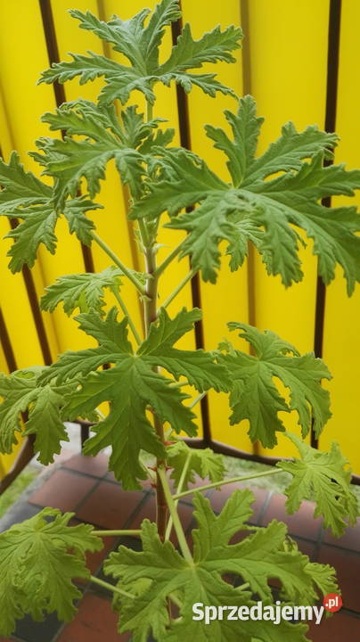 Sprzedam kwiatka geranium anginkę Zelów sprzedam