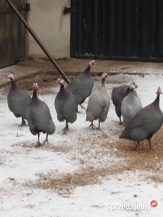 Sprzedam kaczki perliczki Lipce Reymontowskie