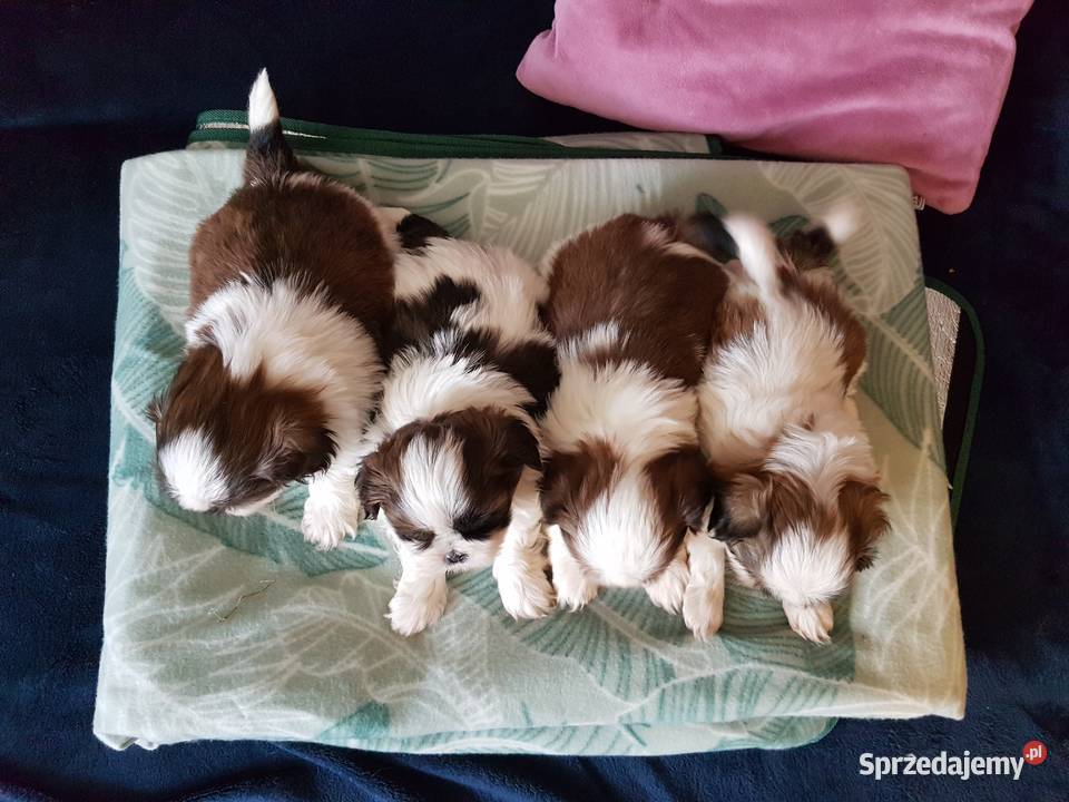 Shih tzu 3 suczki 1 pies Busko-Zdrój
