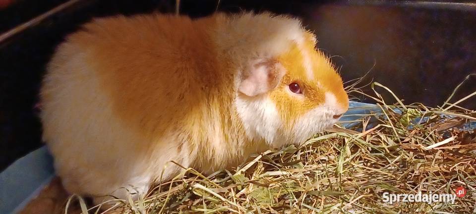 TEDDY DWIE ŚWINKI MORSKIE SAMCZYKI 55MIESIECZNE