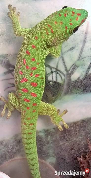 FelsumyFelsuma Madagaskarska Grandis nie agama Warszawa