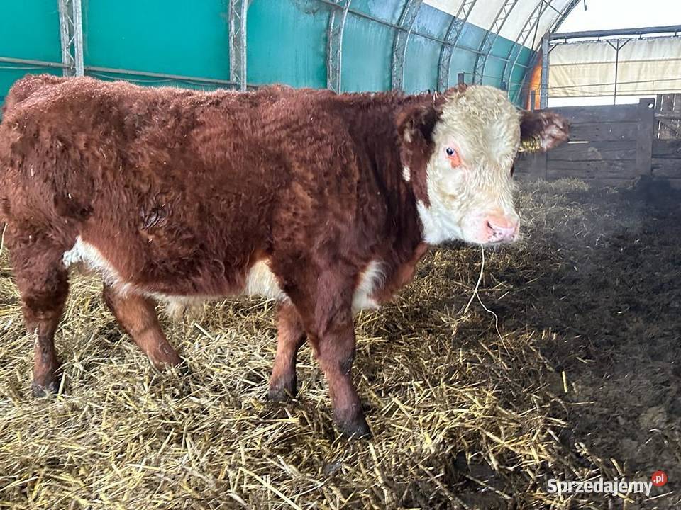 Byki Byczki 100 HEREFORD Oceniane PZHiPBM DNA Bydło śląskie Radzionków