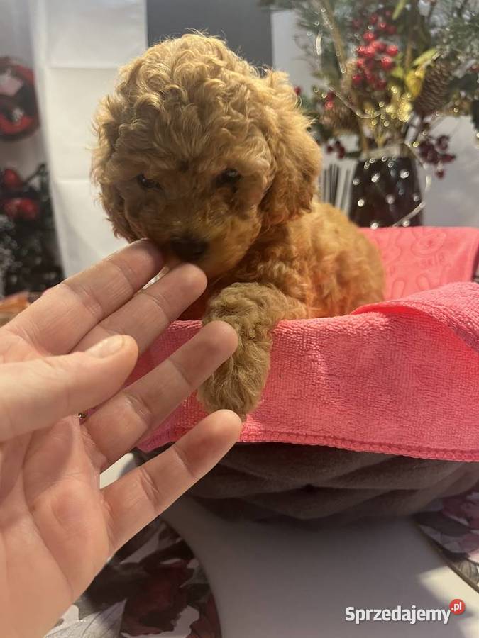 Pudel miniatura dolnośląskie Milicz