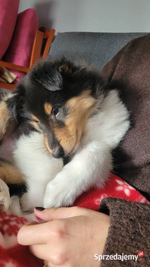 Collie OwczareSzkocki Długowłosy szczenięta ZKwP Wrocław