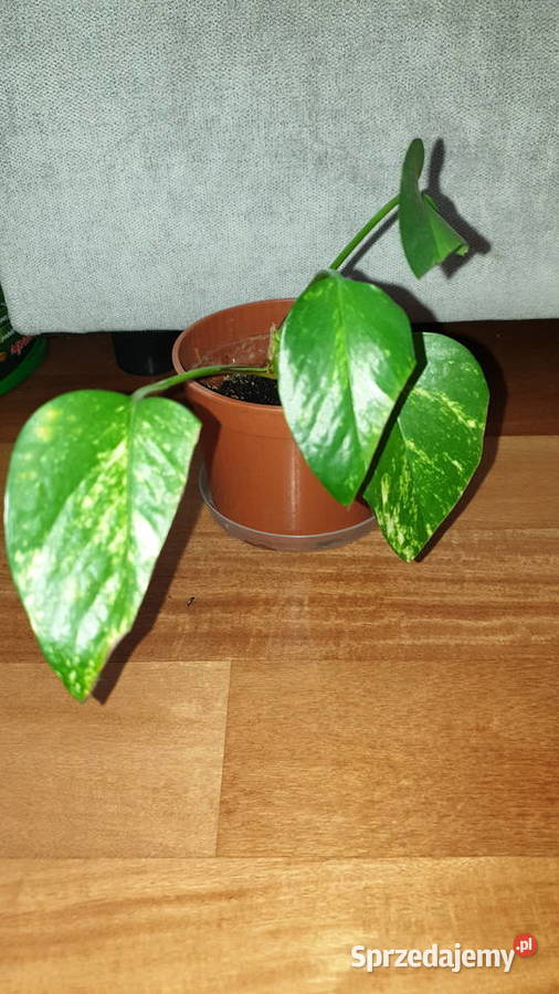 Epipremnum epi roślina rosnąca Warszawa