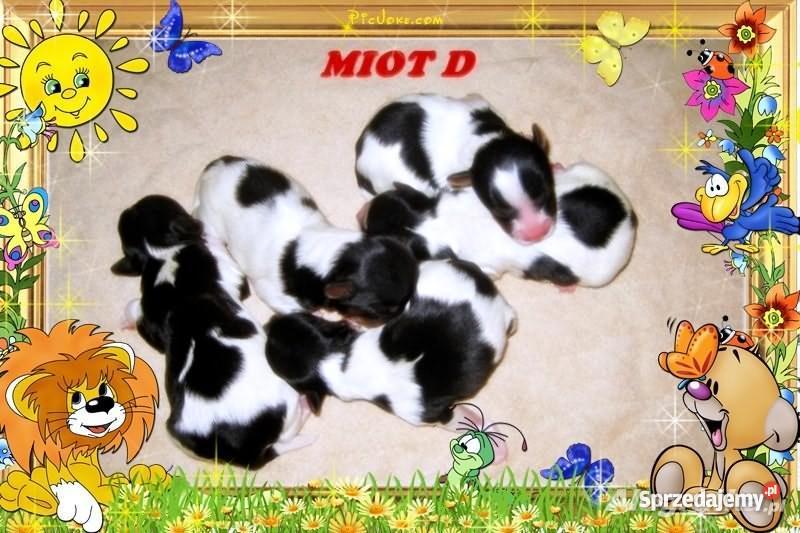 Biewer Yorkshire Terrier szczeniaczki z rodowode lubelskie