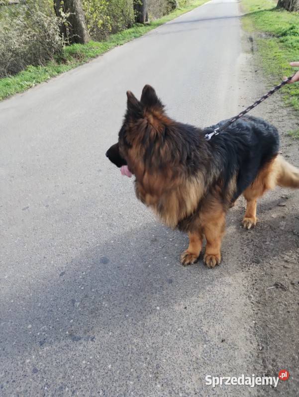 Owczarek niemiecki długowłosy szczenię