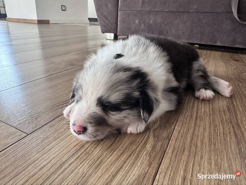 Piesek Border collie blue merle Pozostałe sprzedam