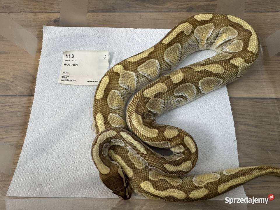 Python Regius królewski kolorki