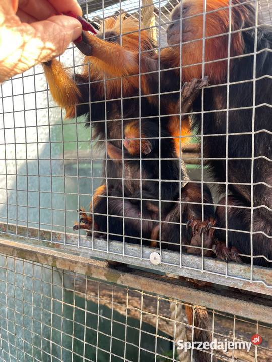 Marmozeta Lwiatka złotogłowa Leontopithecus Katowice