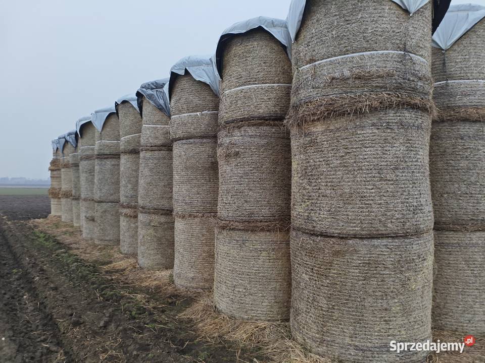 Słoma pszenna sprzedam słomę 130x120 80 balotów Radziejów sprzedam