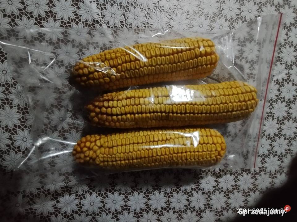 Kolby kukurydzy kujawsko-pomorskie Kcynia