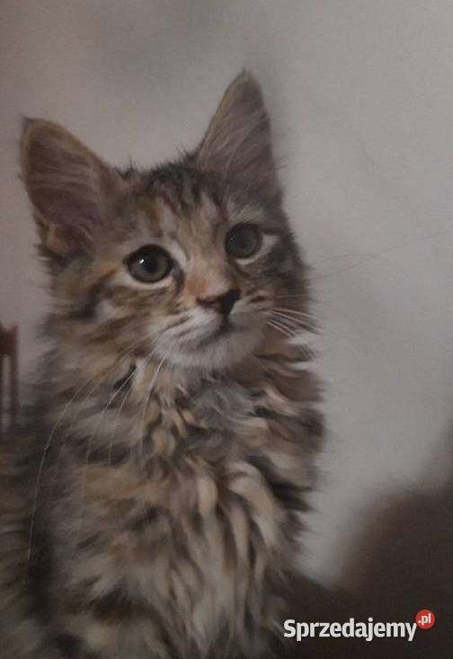 Maine Coon Polesie Mikułowskie sprzedam