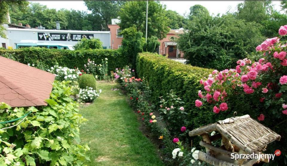 2pok 78met Bukowej 3 PIWNICEOGRÓDGARAŻ Legnica