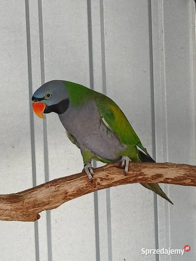 Aleksandretty pary chińska i obrozna wielkopolskie Rawicz