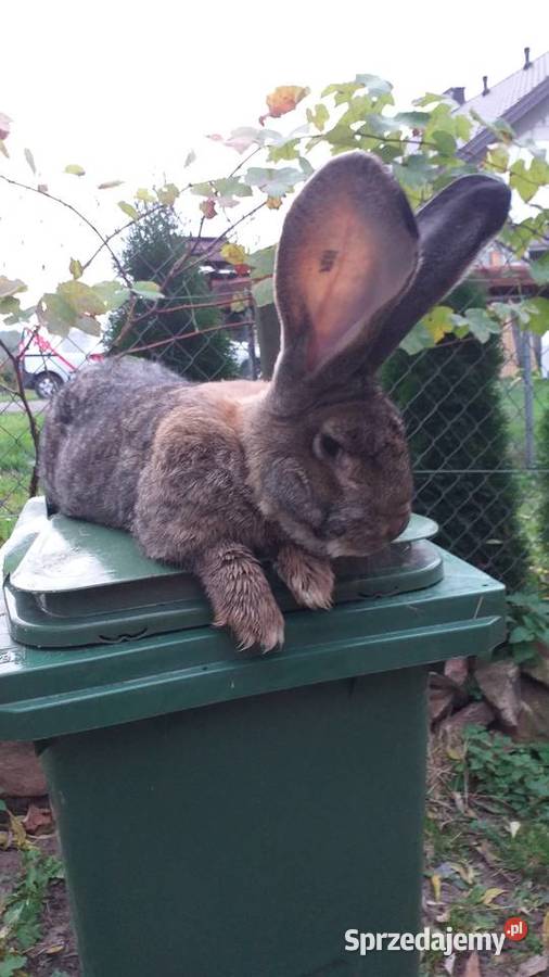 Olbrzymy Belgijskie BOSS Zwierzęta Łagów