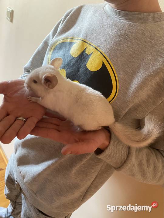 Szynszyla szynszyl szynszyle samczyk light tan Starachowice