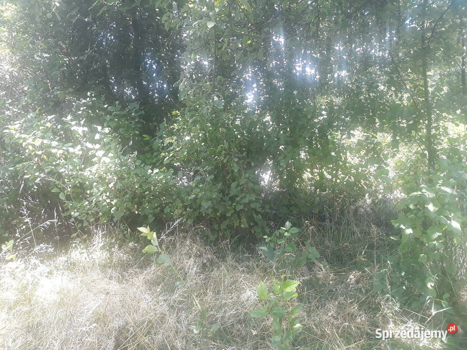 Działka ROD Wodnik Obornicka Różanka Wrocław Sprzedaż