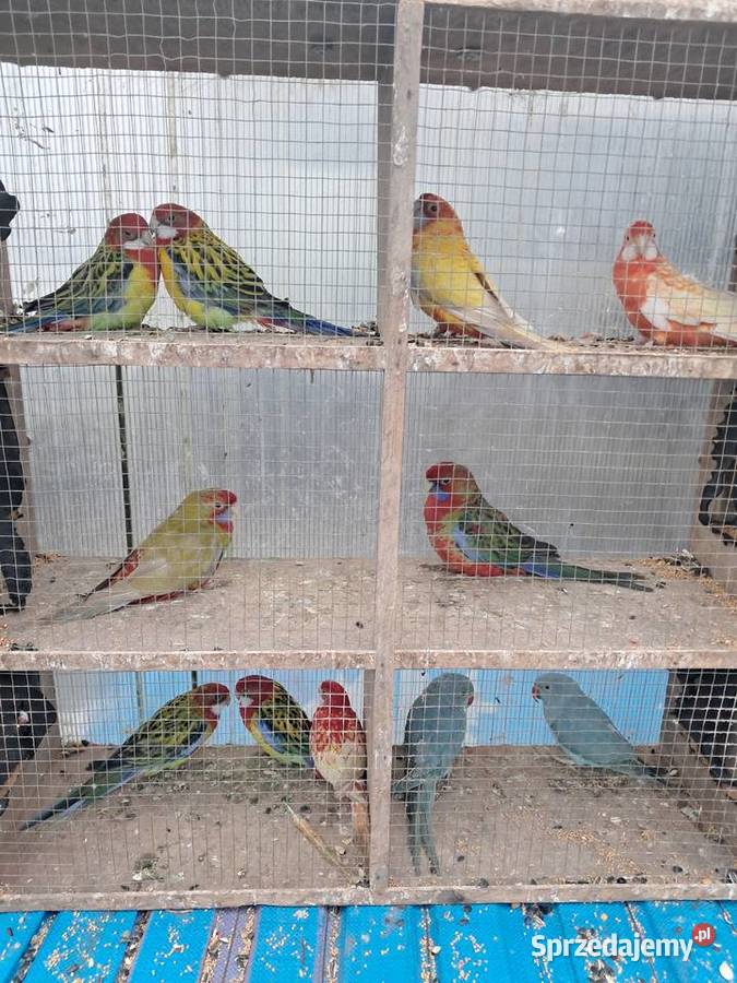 Papugi różne łódzkie