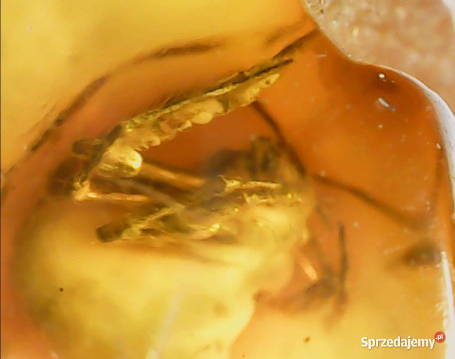 Pająk pseudoskorpion w bursztynie bałtyckim Suszec
