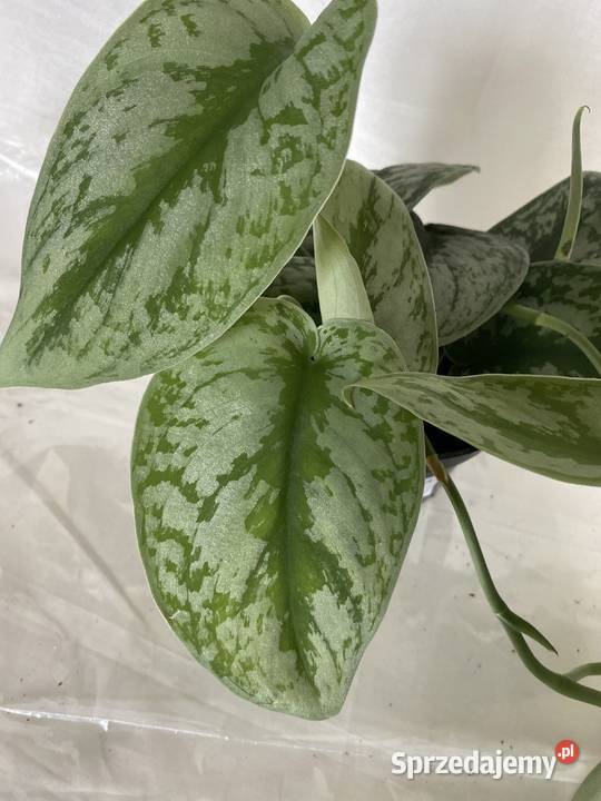 Scindapsus pictus 8 sztuk na sprzedaż Kraków sprzedam