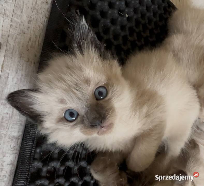 Sprzedam koty syjamskie starego Gorzów Wielkopolski