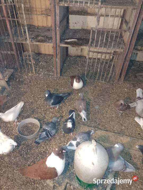 Gołębie staropolskie Ptaki Dąbrowa Górnicza