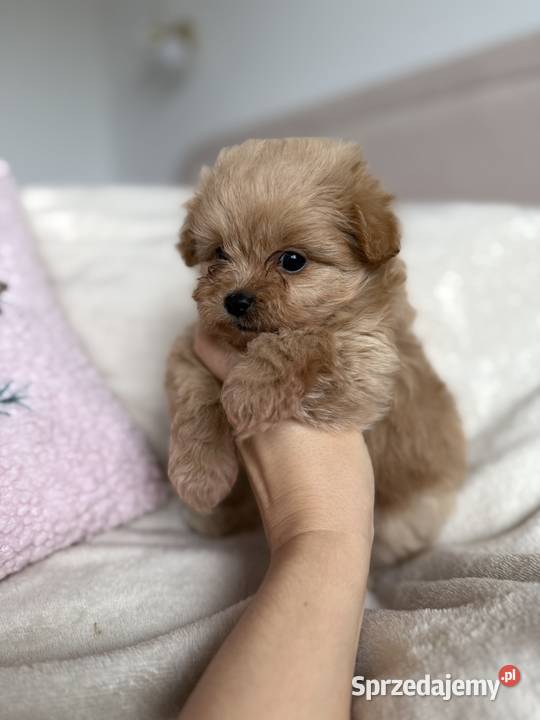 POMAPOO szpic miniaturowy pudel toy pies Rębieskie