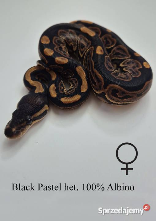 Pyton królewski Black pastel 100 het Albino Golub-Dobrzyń