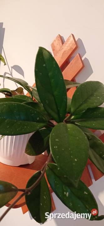 Hoya carnosa roślina pnąca domowy Kwiat Nowy Sącz