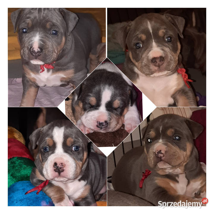 Amstaff BLUE TRICOLOR Dęblin