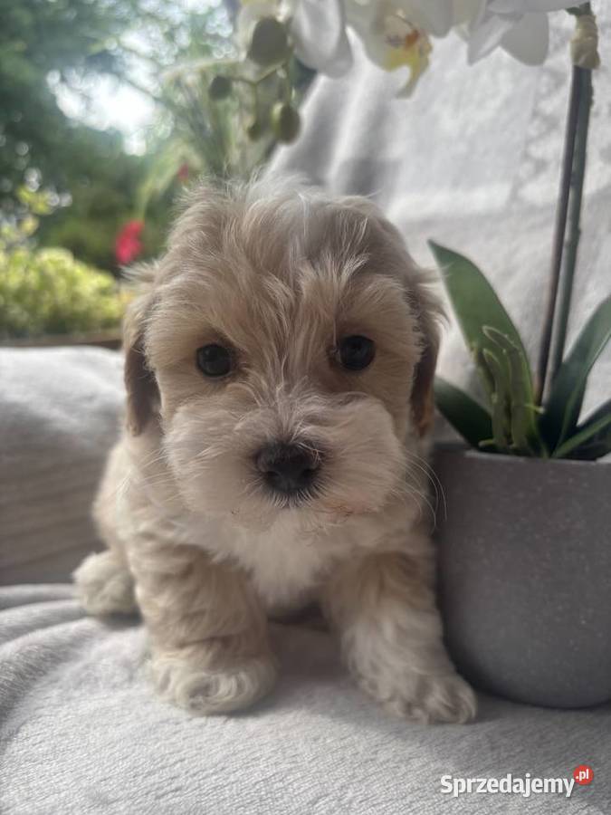 Maltipoo sunia F1 Częstochowa