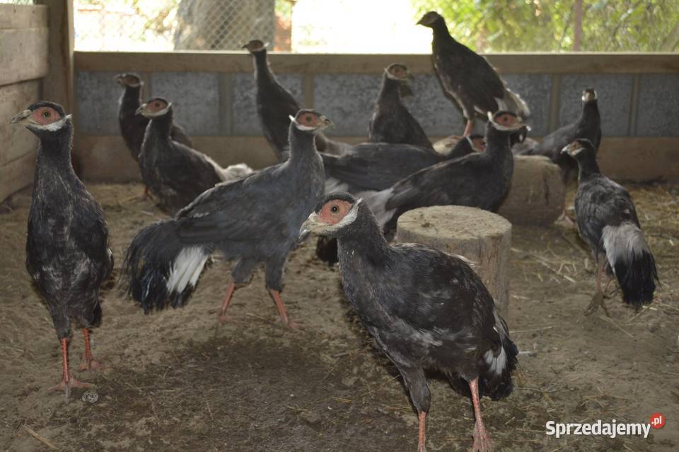 Bażanty uszaki brunatne podkarpackie Rzeszów