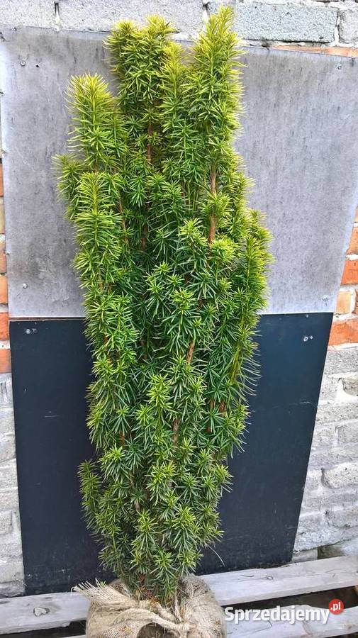 Cis Tani Szybkorosnący Żywopłot mazowieckie Mszczonów sprzedam