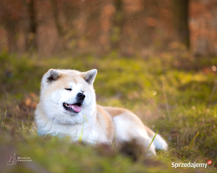 Akita inu akita japońska samiec Championie Częstochowa sprzedam