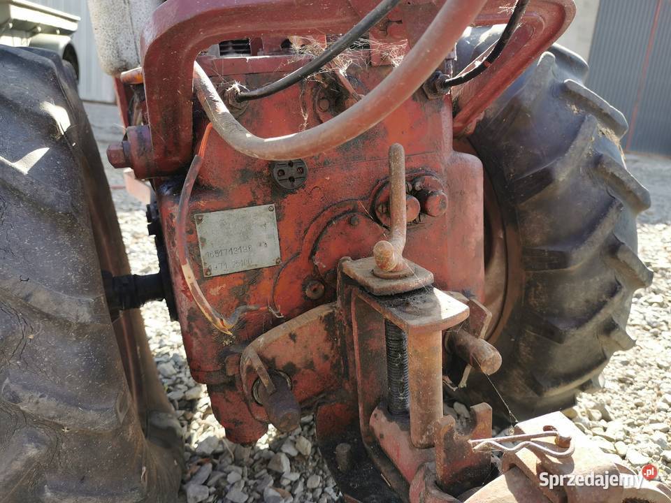 DZIK 21 małopolskie Połom Duży