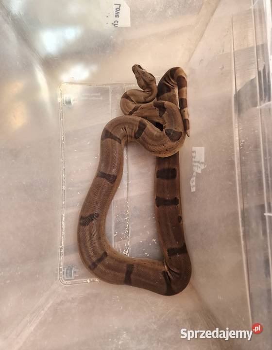 Boa junglemotley leopard kujawsko-pomorskie Inowrocław