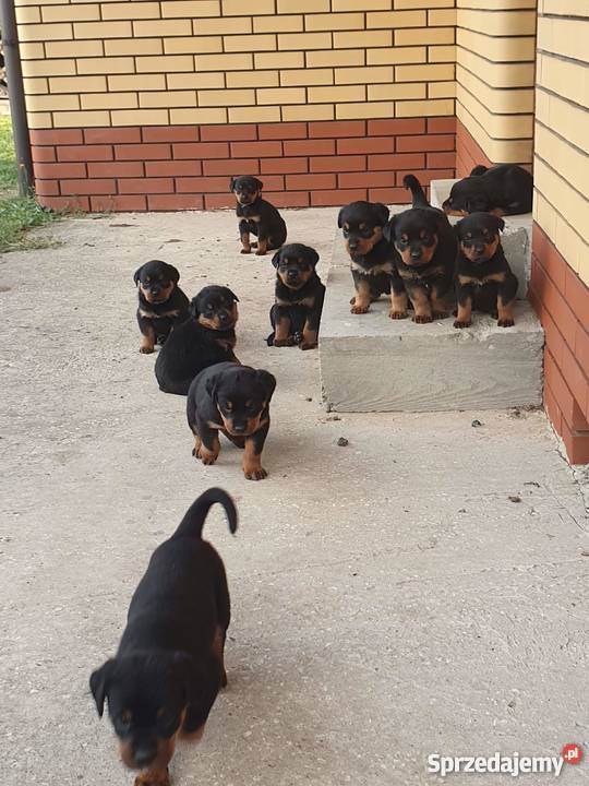 Rottweiler szczeniaki sprzedam