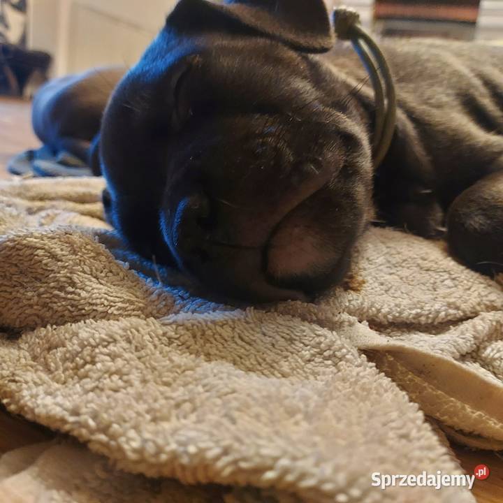 Amstaff szczenię w kolorze Blue Gafit i Black podkarpackie