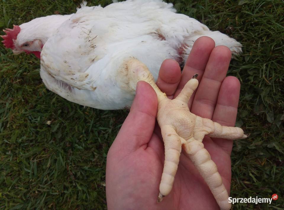 kury brojlery prosto z naszego gospodarstwa podkarpackie Pustków-Osiedle