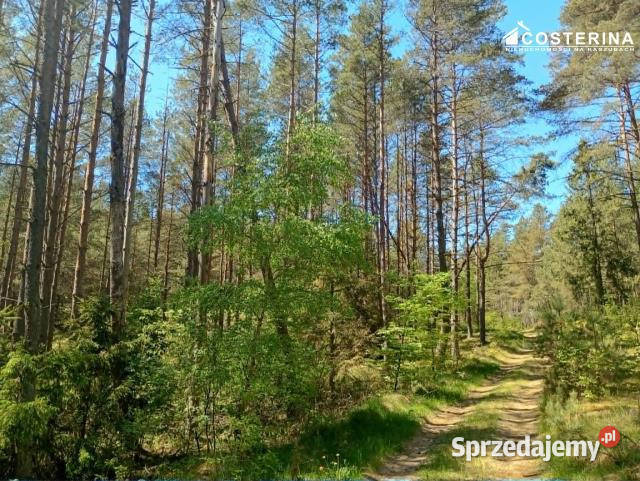 Działka 145300m2 Gostomie sprzedam