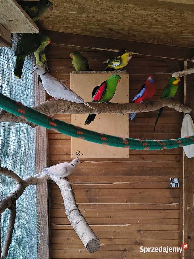 Rozelle królewskie i inne papugi Sobków