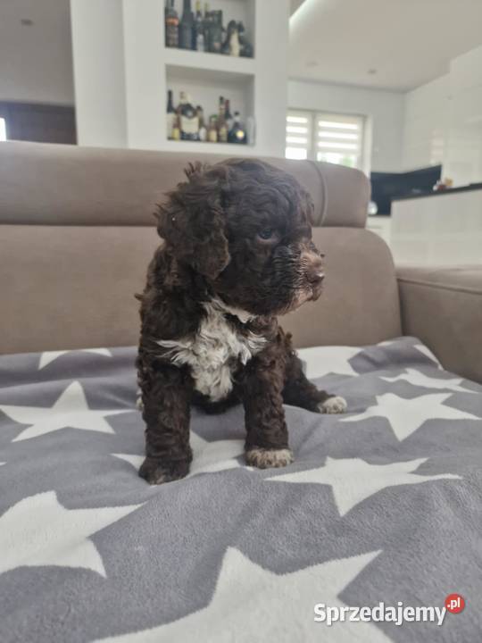 Lagotto Romagnolo ZKwPFCI Pozostałe Jakubowice Konińskie