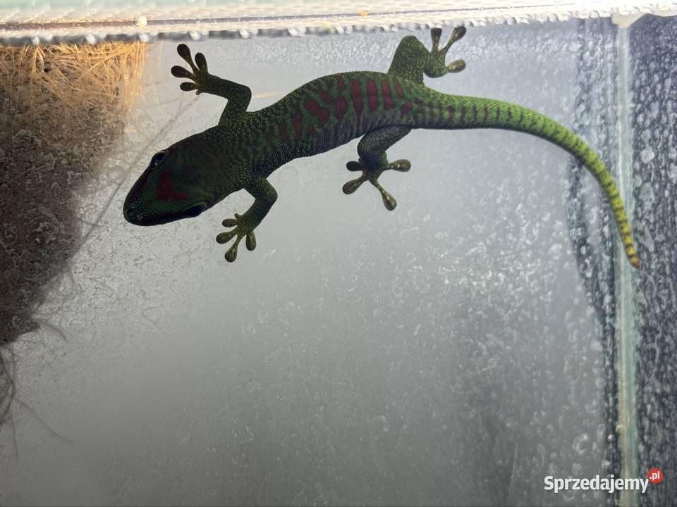 Felsumy madagaskarskie Grandis Gady i płazy Gostkowo