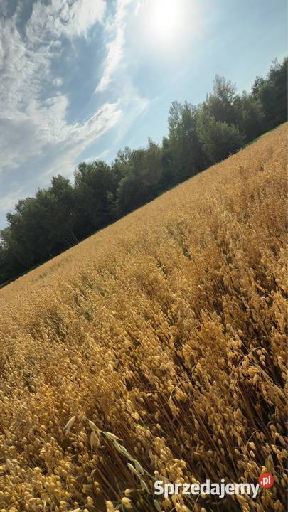 Owies jary mhr samuraj centrali Mielec