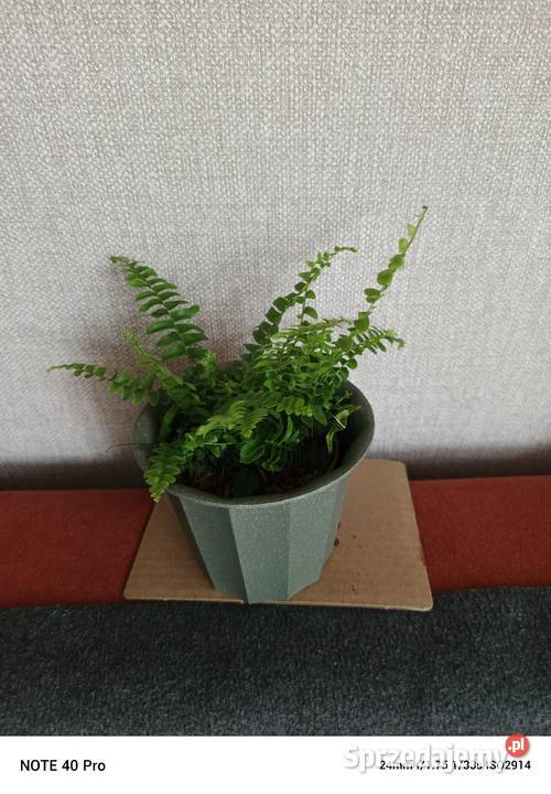Roślina doniczkowa paprotka bostońska Łódź