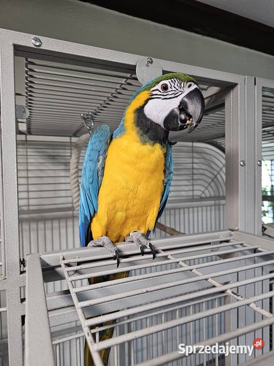 Ara Ararauna dolnośląskie Łagiewniki
